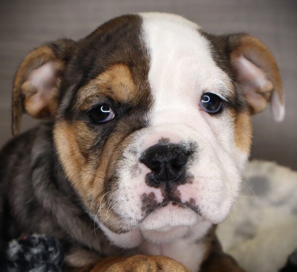 [#252993-09]  - Blue Merle / Tan F Beabull 2nd Gen Puppies For Sale