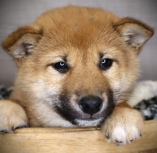 [#252955-01]  - Red Sesame M Shiba Inu Puppies For Sale