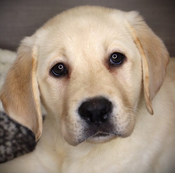 [#253141-06]  - Yellow F Labrador Retriever Puppies For Sale