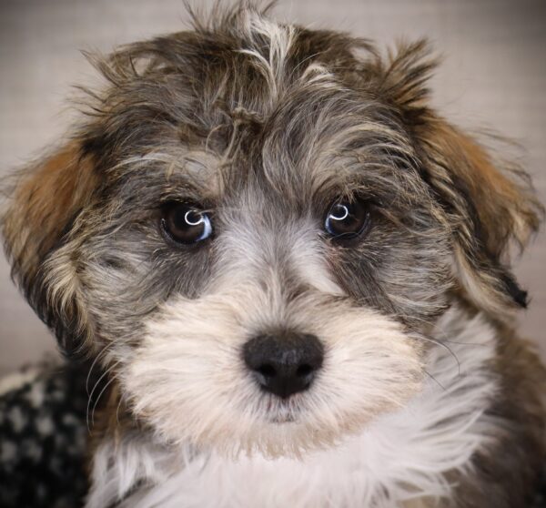 [#253035-01]  - Brown M Schnoodle Puppies For Sale