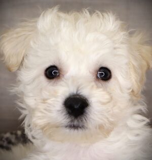 Petland Iowa City, Iowa Bichon Frise puppy available