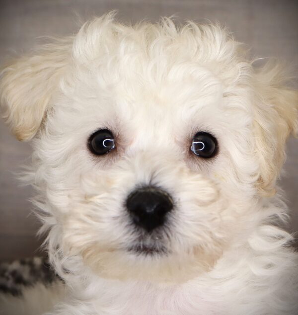 [#253036-02]  - White M Bichon Frise Puppies For Sale