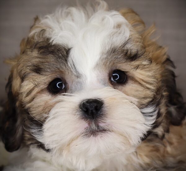 [#253123-02]  - Brown / White M Teddy Bear Puppies For Sale