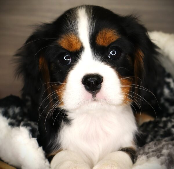 [#253232-08]  - Tri-Colored F Cavalier King Charles Spaniel Puppies For Sale