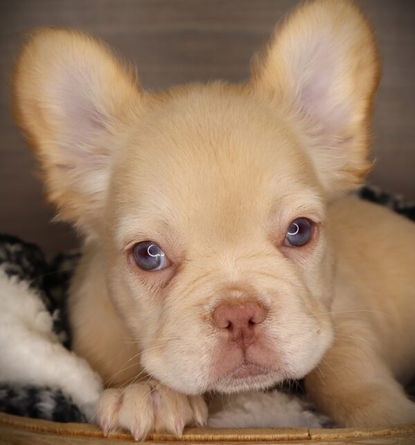 [#253132-05]  - Cream F French Bulldog Puppies For Sale