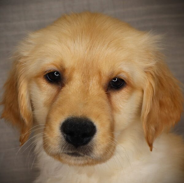 [#2514-05]  - F Golden Retriever Puppies For Sale