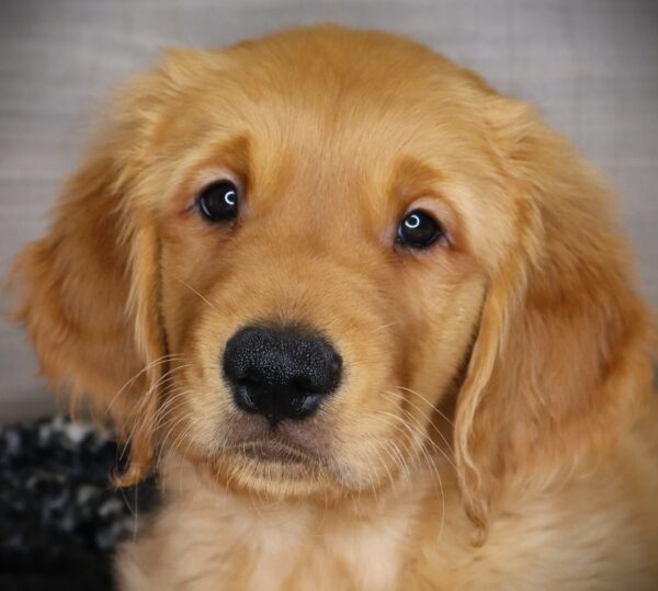 [#2514-03]  - M Golden Retriever Puppies For Sale