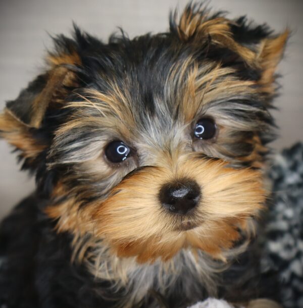 [#252966-07]  - Black / Tan F Yorkshire Terrier Puppies For Sale