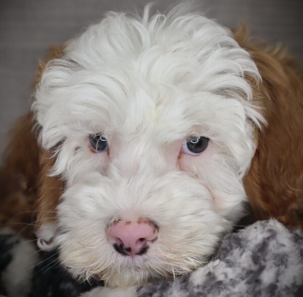[#253096-01]  - Fawn / White M Bernedoodle Mini Puppies For Sale