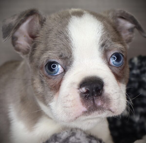 [#253139-02]  - Blue / White M Boston Terrier Puppies For Sale