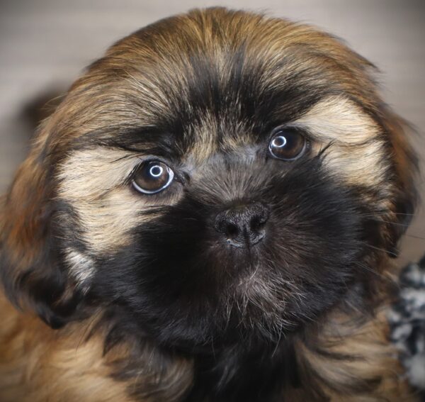 [#253202-03]  - Brindle F Shih Tzu Puppies For Sale