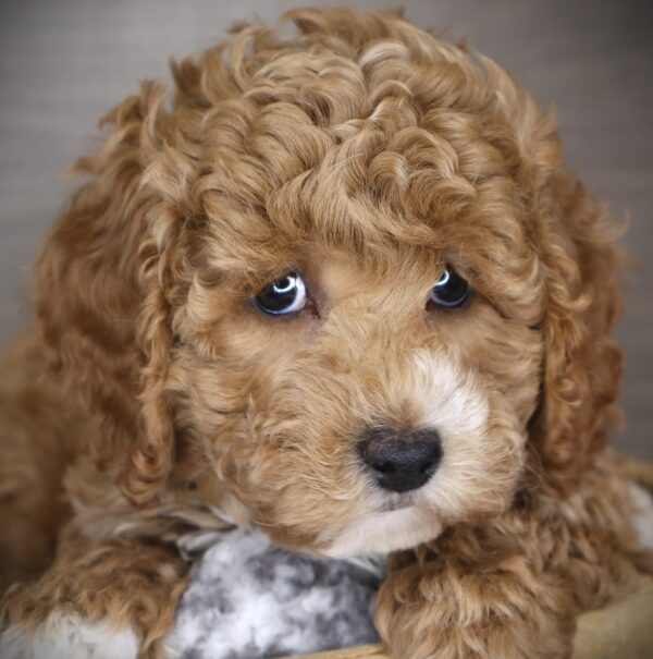 [#253519-01]  - Red / White M Goldendoodle Mini 2nd Gen Puppies For Sale