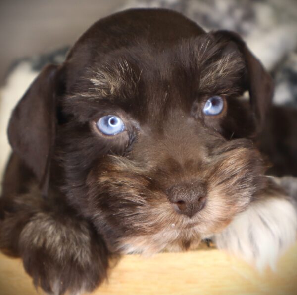 [#253312-02]  - Chocolate / White M Miniature Schnauzer Puppies For Sale