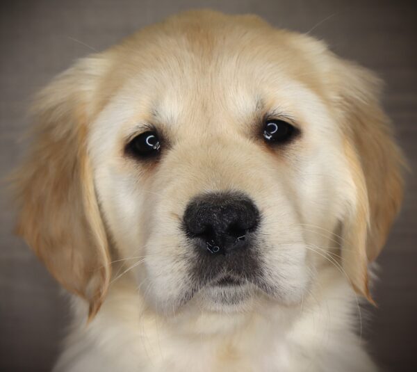 [#253166-07]  - Light Golden F Golden Retriever Puppies For Sale