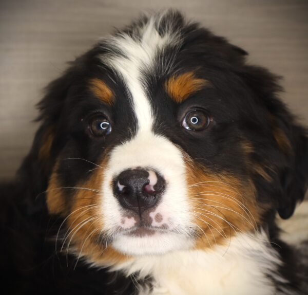 [#253204-02]  - Black Rust / White M Bernese Mountain Dog Puppies For Sale