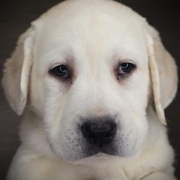 [#253142-01]  - Yellow M Labrador Retriever Puppies For Sale