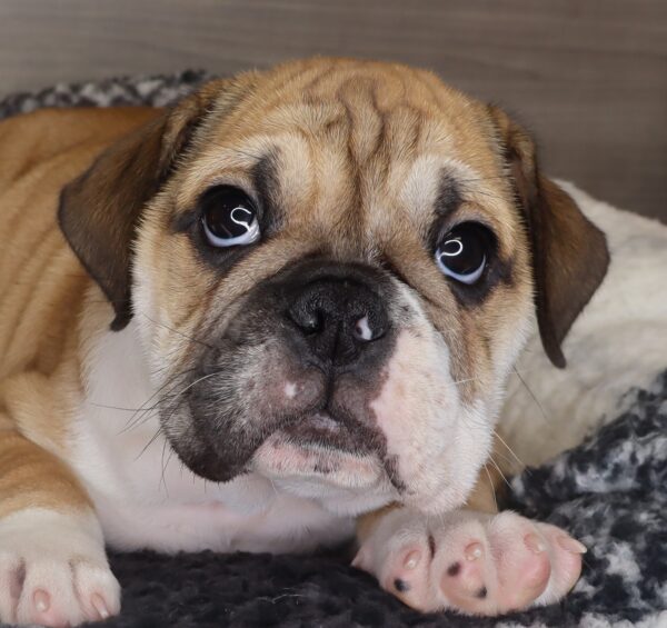 [#2533-03]  - Fawn / White M Bulldog/Bulldog Mini Puppies For Sale