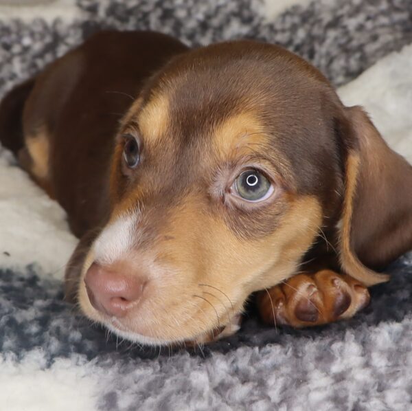 [#2534-02]  - Chocolate White Tan M Dachshund Puppies For Sale