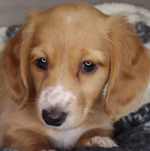 [#2534-05]  - Cream F Dachshund Puppies For Sale