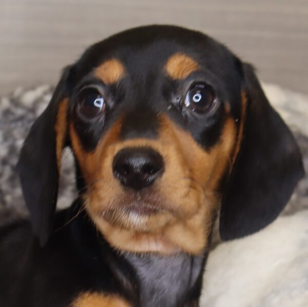 [#2534-07]  - Black / Tan F Dachshund Puppies For Sale