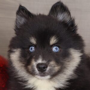 Petland Iowa City, Iowa Pomsky puppy available
