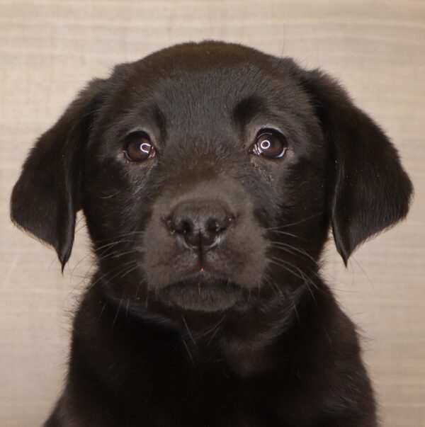 [#253378-04]  - Black F Labrador Retriever Puppies For Sale