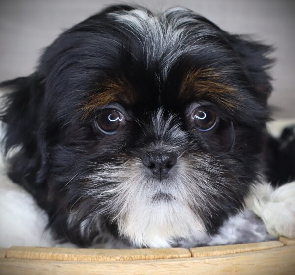 [#253333-01]  - Black White / Tan M Shih Tzu Puppies For Sale