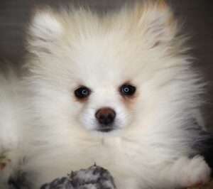 Petland Iowa City, Iowa Pomeranian puppy available