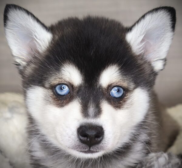[#253268-02]  - Black / Tan M Alaskan Klee Kai Puppies For Sale