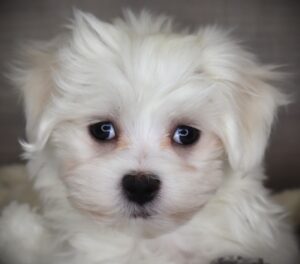 Petland Iowa City, Iowa Maltese puppy available