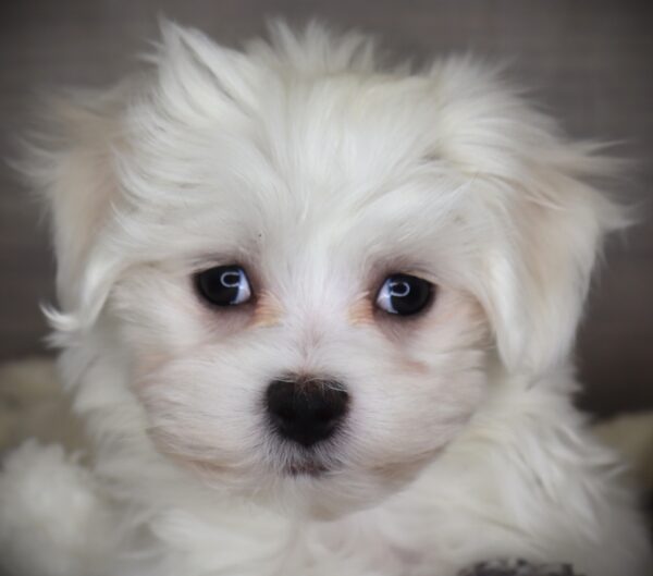 [#253437-04]  - White M Maltese Puppies For Sale