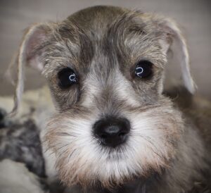 Petland Iowa City, Iowa Miniature Schnauzer puppy available