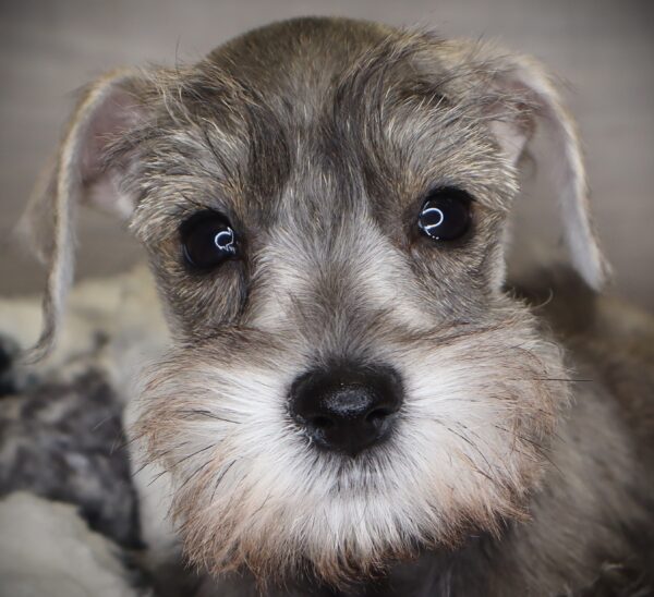 [#253241-04]  - Salt / Pepper F Miniature Schnauzer Puppies For Sale