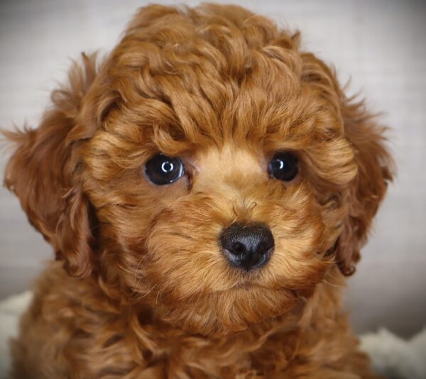 [#253552-01]  - Red M Poodle Puppies For Sale