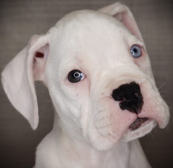 [#253535-01]  - White M Boxer Puppies For Sale