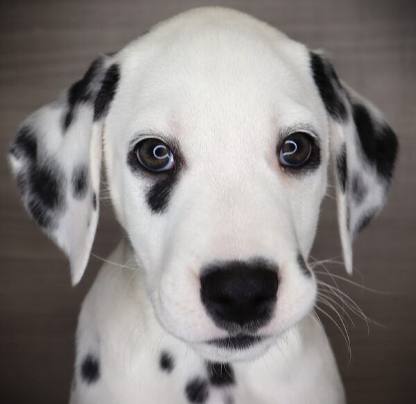 [#253270-05]  - White M Dalmatian Puppies For Sale