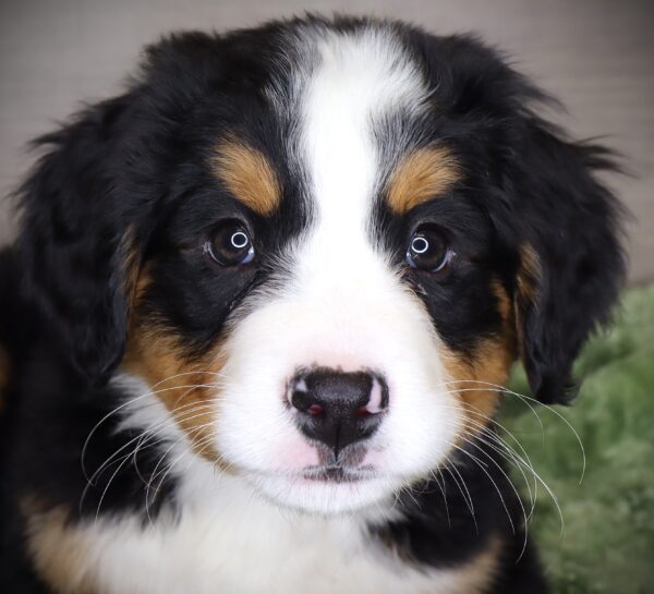 [#253228-05]  - Black Rust / White F Bernese Mountain Dog Puppies For Sale