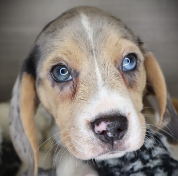 [#253264-02]  - Blue Merle F Beagle Puppies For Sale