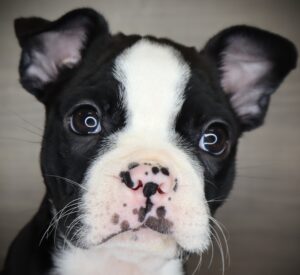 Petland Iowa City, Iowa Boston Terrier puppy available