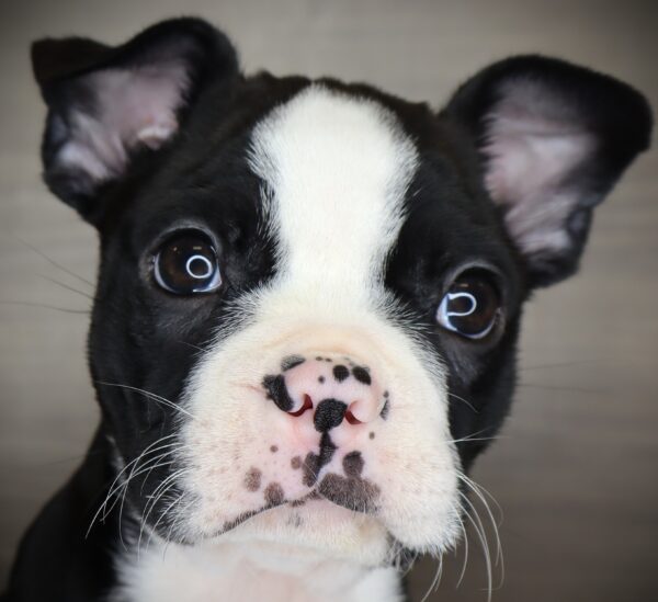 [#253301-02]  - Black / White M Boston Terrier Puppies For Sale
