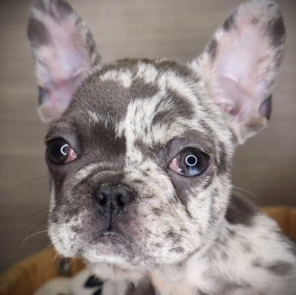 [#253209-01]  - Blue Merle M French Bulldog Puppies For Sale