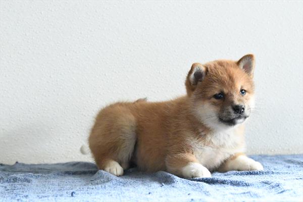 [#253637-04]  - Red F Shiba Inu Puppies For Sale