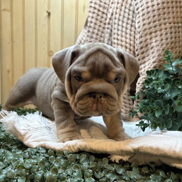 [#253244-02]  - Lilac M English Bulldog  Puppies For Sale