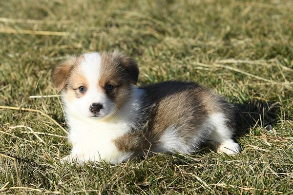 [#253687-02]  - Tri-Colored M Pembroke Welsh Corgi Puppies For Sale