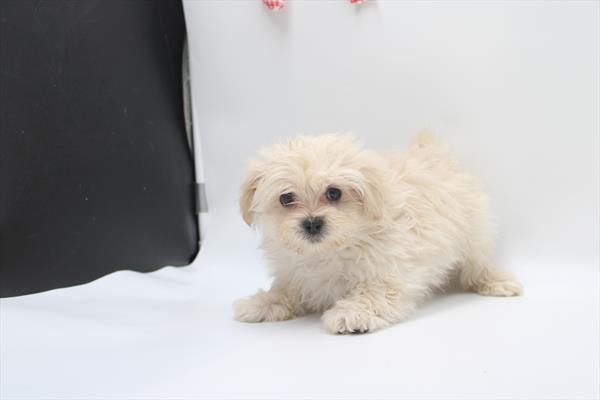 [#253324-06]  - Cream F PekeAPoo Puppies For Sale