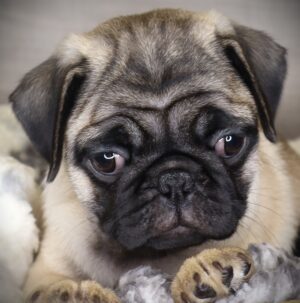 Petland Iowa City, Iowa Pug puppy available