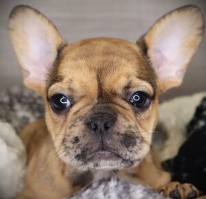 Petland Iowa City, Iowa French Bulldog puppy available