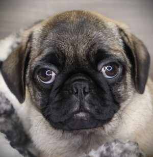Petland Iowa City, Iowa Pug puppy available