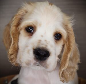 Petland Iowa City, Iowa Cocker Spaniel puppy available