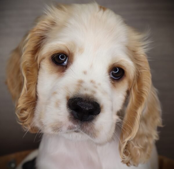 [#2531-03]  - Buff / White M Cocker Spaniel Puppies For Sale
